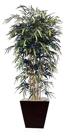 Bambusa arundinacea (Spiny Bamboo)